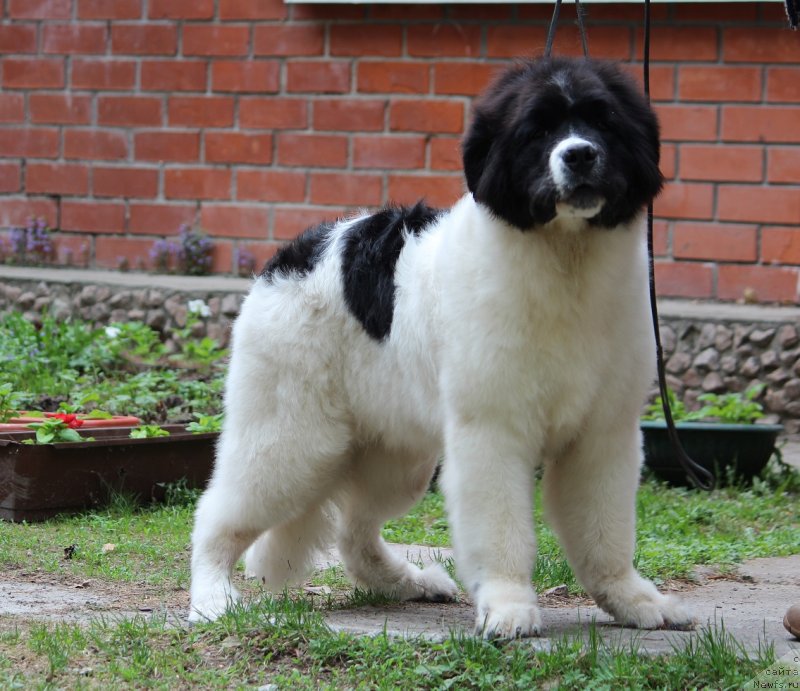 Фото: ньюфаундленд Super Premium Zlatoslava (Супер Премиум Златослава)