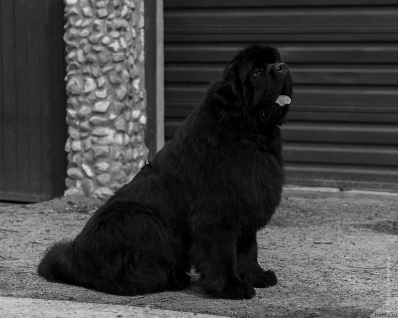 Фото: ньюфаундленд Aquatoriya Kelvin Headliner (Акватория Келвин Хедлайнер)