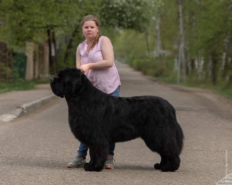 Фото: ньюфаундленд Aquatoriya Kelvin Headliner (Акватория Келвин Хедлайнер)