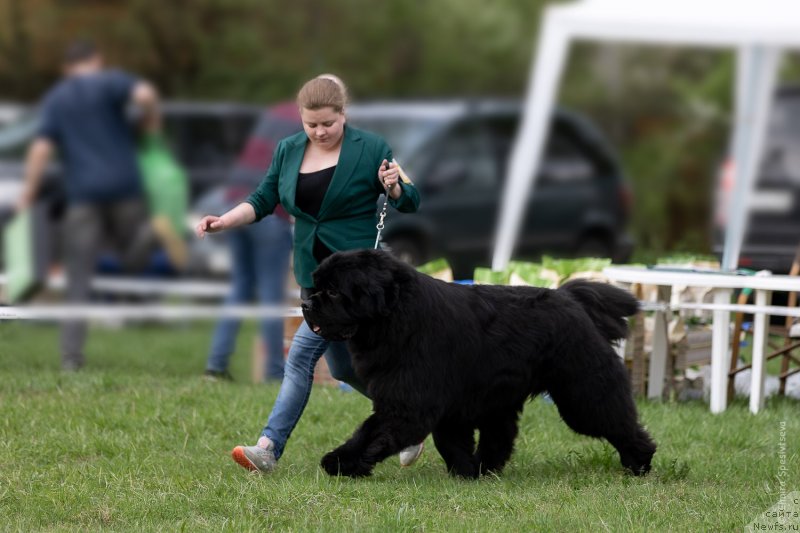 Фото: ньюфаундленд Aquatoriya Kelvin Headliner (Акватория Келвин Хедлайнер)