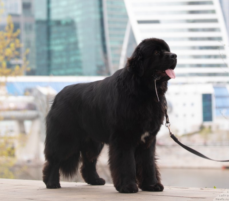 Фото: ньюфаундленд Darkflight Ti Dzhej (Даркфлайт Ти Джей)