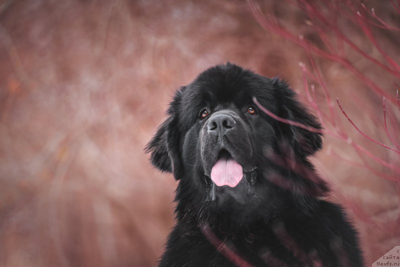 Фото: ньюфаундленд Darkflight Ti Dzhej (Даркфлайт Ти Джей)