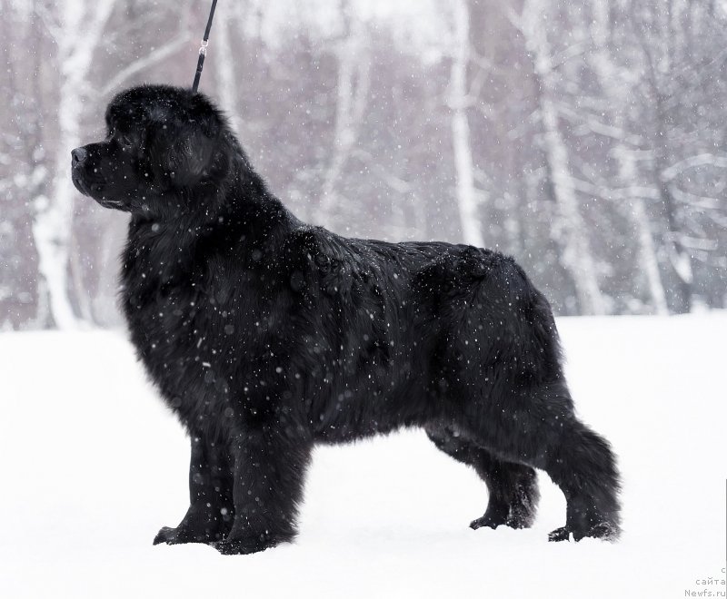 Фото: ньюфаундленд Lilu Bella (Лилу Белла)