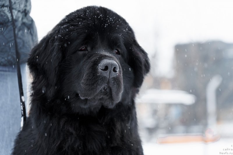 Фото: ньюфаундленд Lilu Bella (Лилу Белла)