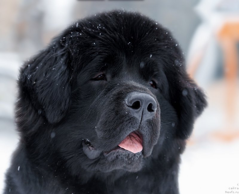 Фото: ньюфаундленд Lilu Bella (Лилу Белла)