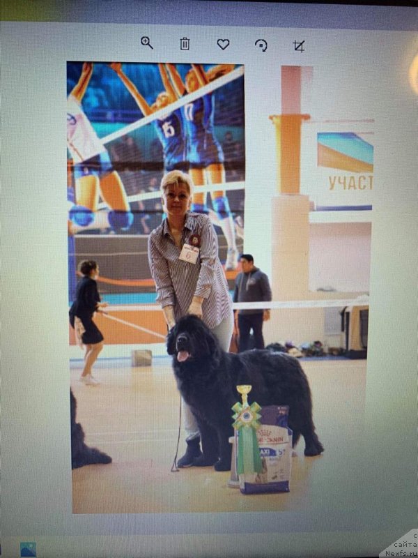 Фото: ньюфаундленд Eseniya Styuart (Есения Стюарт)