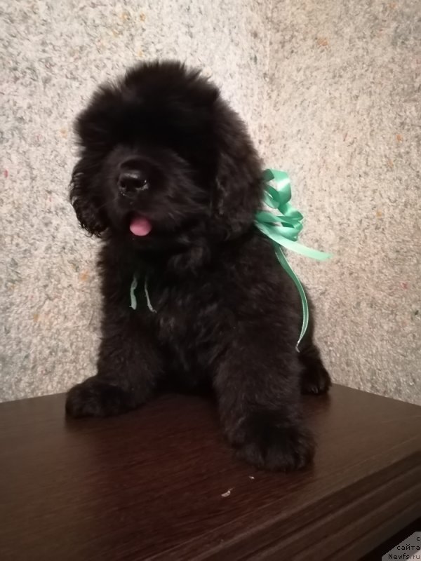 Фото: ньюфаундленд Deyzi Lunar Lite (Дейзи Лунар Лите)