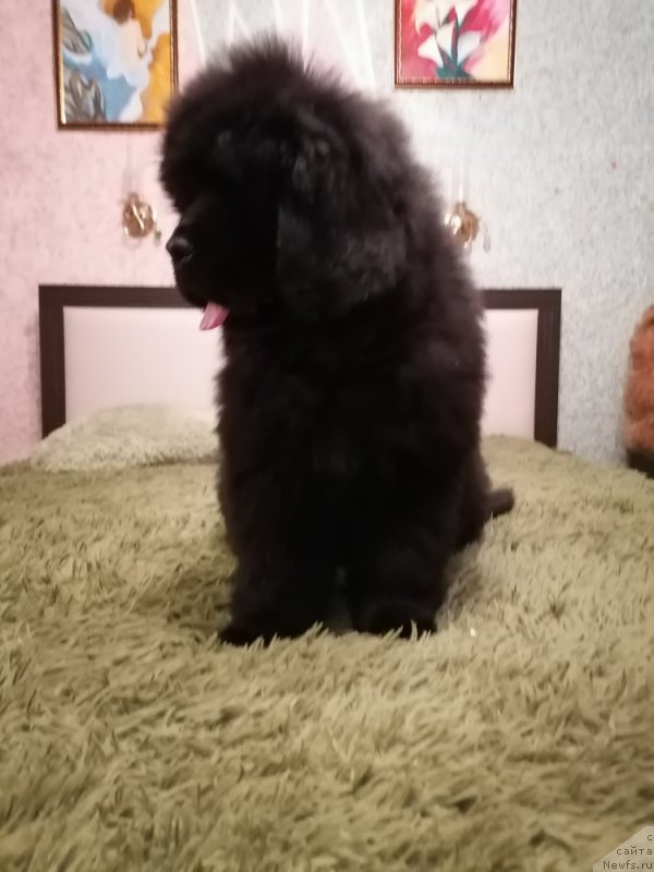 Фото: ньюфаундленд Deyzi Lunar Lite (Дейзи Лунар Лите)