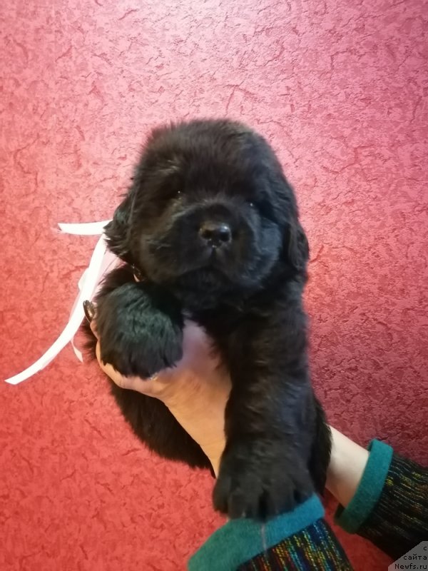 Фото: ньюфаундленд Darsi Dark SHarm (Дарси Дарк Шарм)