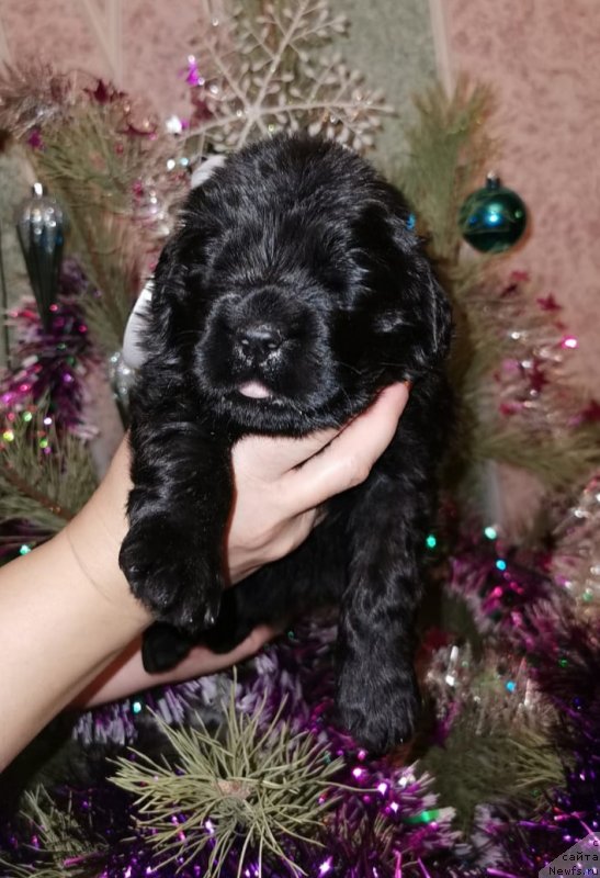 Фото: ньюфаундленд Dzhilli Blek Cherri (Джилли Блек Черри)