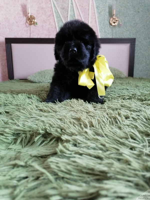 Фото: ньюфаундленд Dolli Briliant Morning (Долли Брилиант Морнинг)