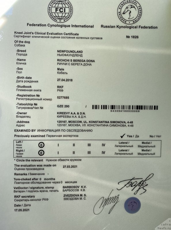 Фото: ньюфаундленд Richchi s Berega Dona (Риччи с Берега Дона)