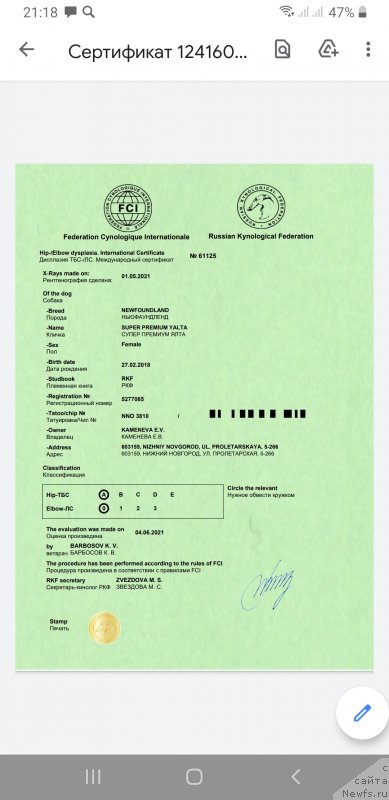 Фото: ньюфаундленд Super Premium Yalta (Супер Премиум Ялта)