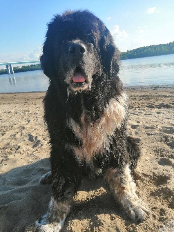 Фото: ньюфаундленд Starbimovlav Gardemarin (Старбимовлав Гардемарин)