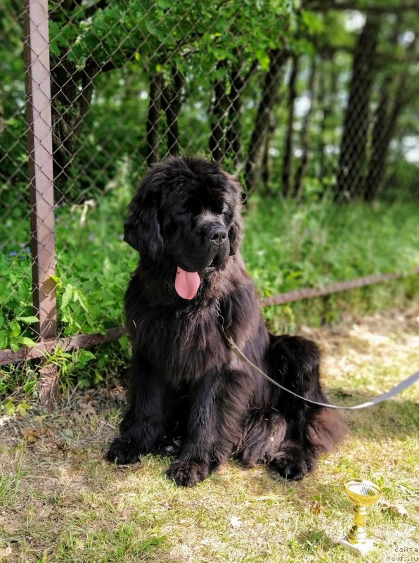 Фото: ньюфаундленд Darkflight Feeriya Uspekha (Даркфлайт Феерия Успеха)