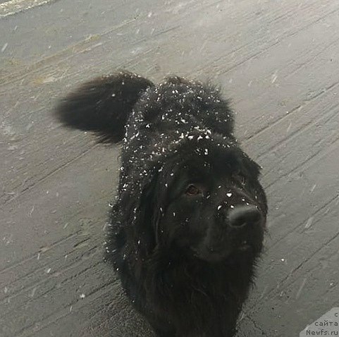 Фото: ньюфаундленд May Frend N'yufi Korsar Dreyk (Май Френд Ньюфи Корсар Дрейк)