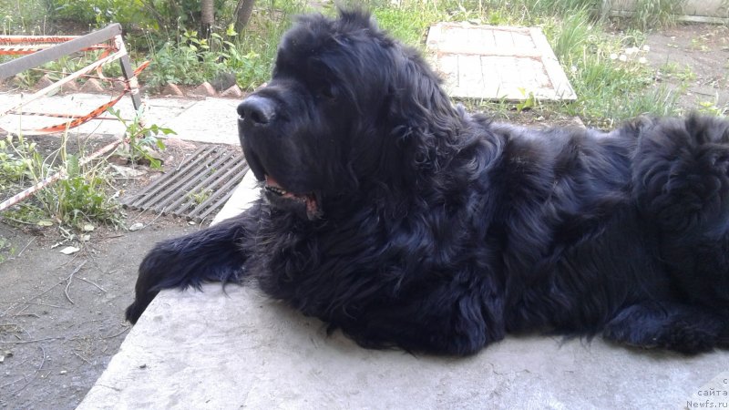 Фото: ньюфаундленд Pervvy Paren iz Tihogo Omuta (Первый Парень из Тихого Омута)