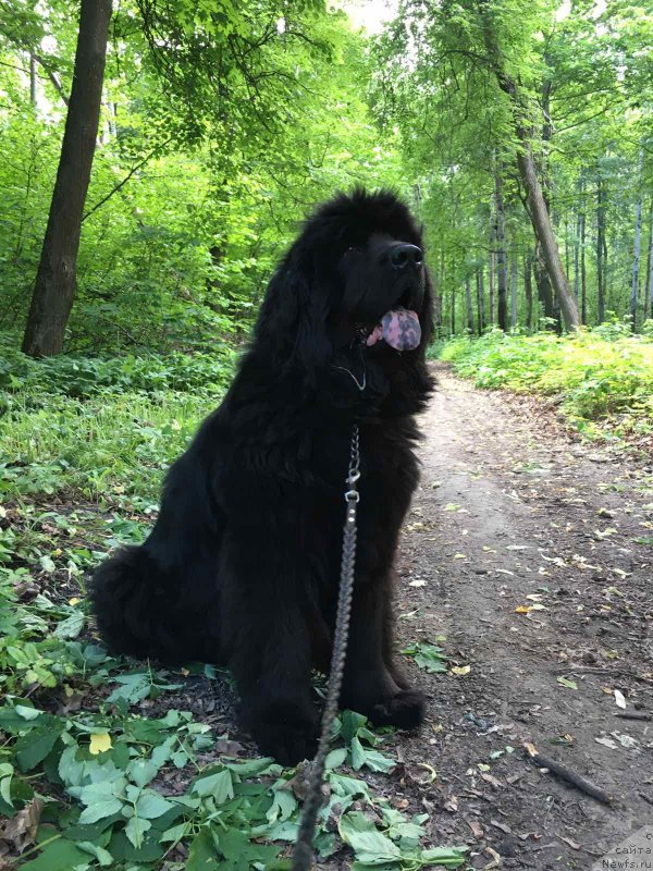 Фото: ньюфаундленд Vasilisa Prekrasnaya (Василиса Прекрасная)
