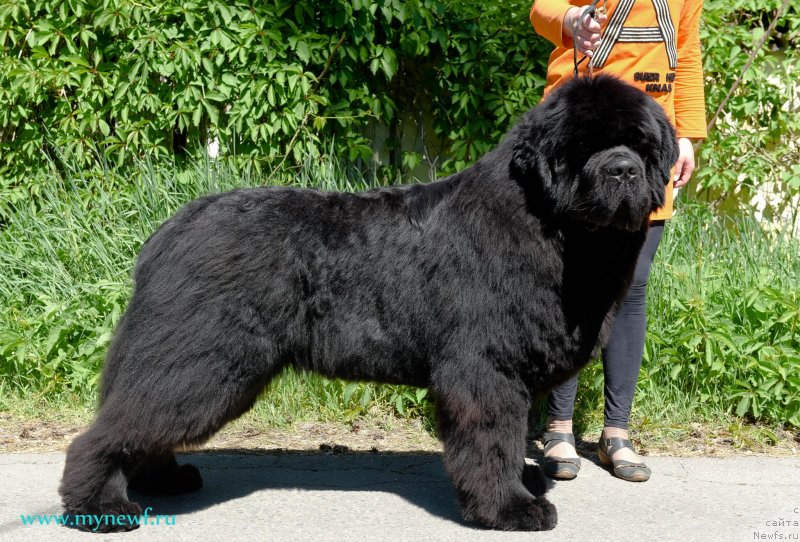 Фото: ньюфаундленд Aquatoriya Kelvin Headliner (Акватория Келвин Хедлайнер)