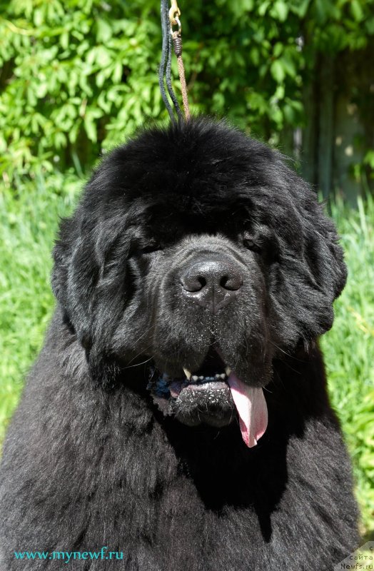 Фото: ньюфаундленд Aquatoriya Kelvin Headliner (Акватория Келвин Хедлайнер)