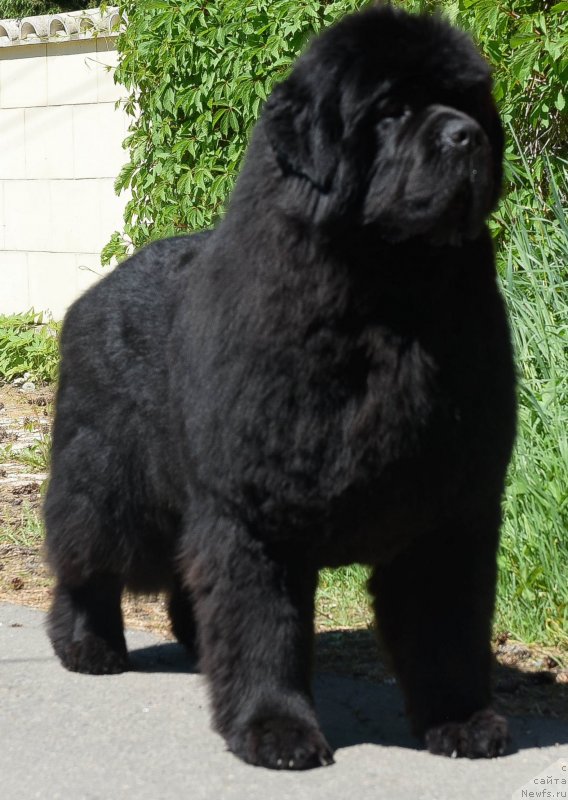 Фото: ньюфаундленд Aquatoriya Kelvin Headliner (Акватория Келвин Хедлайнер)