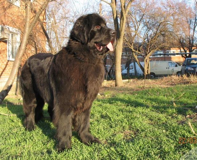 Фото: ньюфаундленд Aquatoriya Kelvin Zavetnaya Mechta (Акватория Келвин Заветная Мечта)
