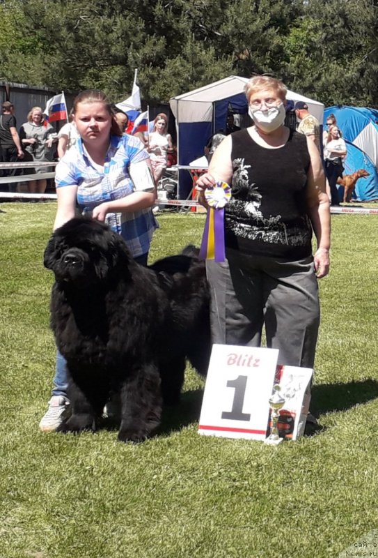 Фото: ньюфаундленд Aquatoriya Kelvin Headliner (Акватория Келвин Хедлайнер)