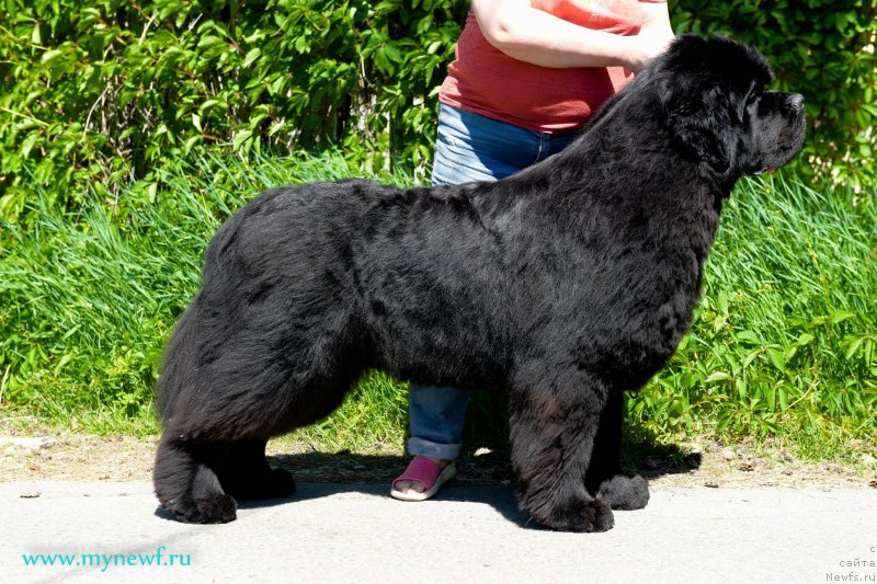 Фото: ньюфаундленд Aquatoriya Kelvin Headliner (Акватория Келвин Хедлайнер)