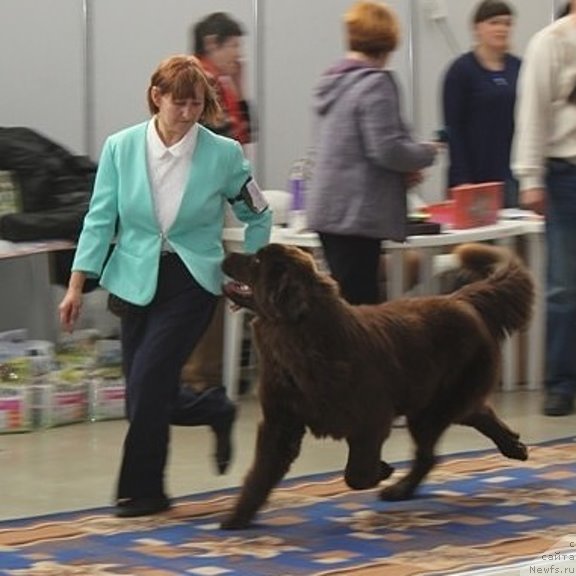 Фото: ньюфаундленд Hit Sheliko Dolce Vita (Хит Шелико Дольче Вита)