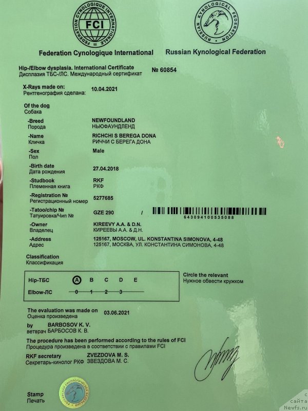 Фото: ньюфаундленд Richchi s Berega Dona (Риччи с Берега Дона)