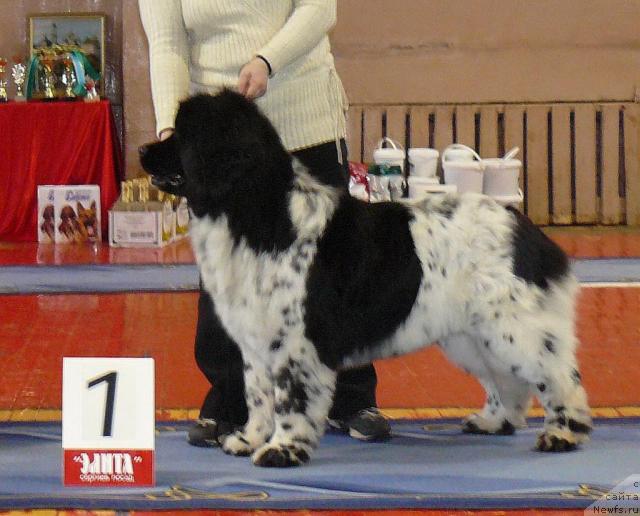 Фото: ньюфаундленд Voshodyashaya Zvezda (Восходящая Звезда)