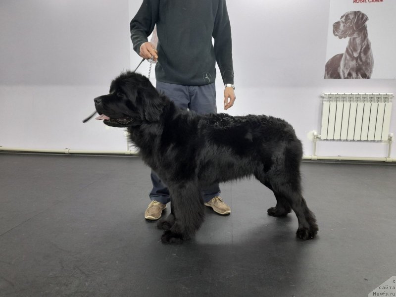 Фото: ньюфаундленд Cherniy Balu Oktaviya (Черный Балу Октавия), ньюфаундленд Cherniy Balu Oktaviya (Черный Балу Октавия)