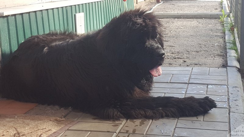 Фото: ньюфаундленд Cherniy Balu Oktaviya (Черный Балу Октавия)