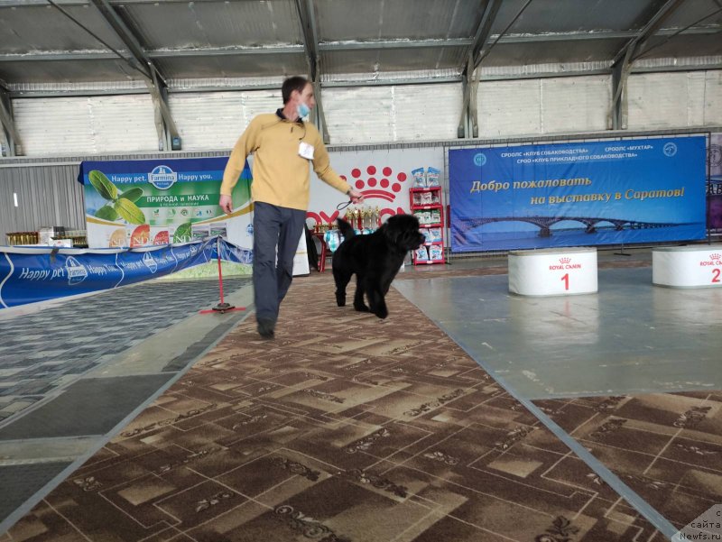 Фото: ньюфаундленд Cherniy Balu Oktaviya (Черный Балу Октавия)