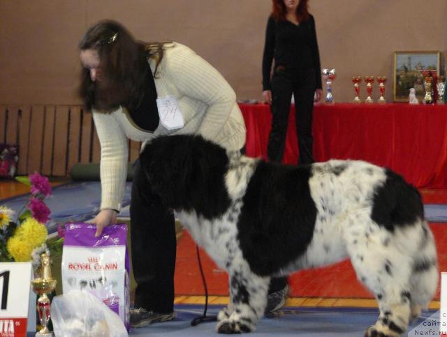 Фото: ньюфаундленд Voshodyashaya Zvezda (Восходящая Звезда), Elena Pushkareva (Елена Пушкарева)