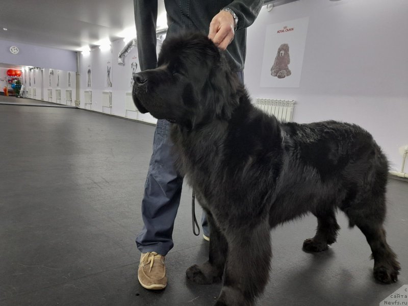 Фото: ньюфаундленд Cherniy Balu Oktaviya (Черный Балу Октавия), ньюфаундленд Cherniy Balu Oktaviya (Черный Балу Октавия)