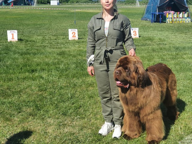 Фото: ньюфаундленд Edgar iz Medvejyego Yara (Эдгар из Медвежьего Яра)