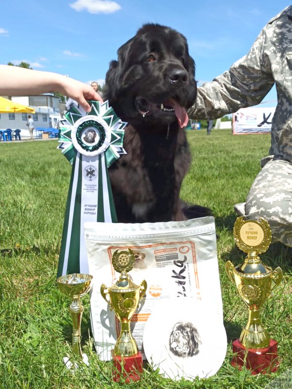 Фото: ньюфаундленд Super Premium Germiona (Супер Премиум Гермиона)