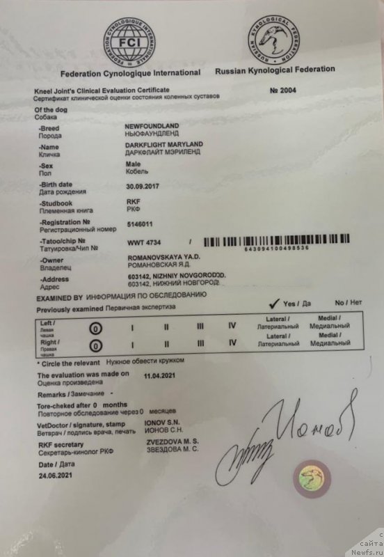 Фото: ньюфаундленд Darkflight Maryland (Даркфлайт Мэриленд)