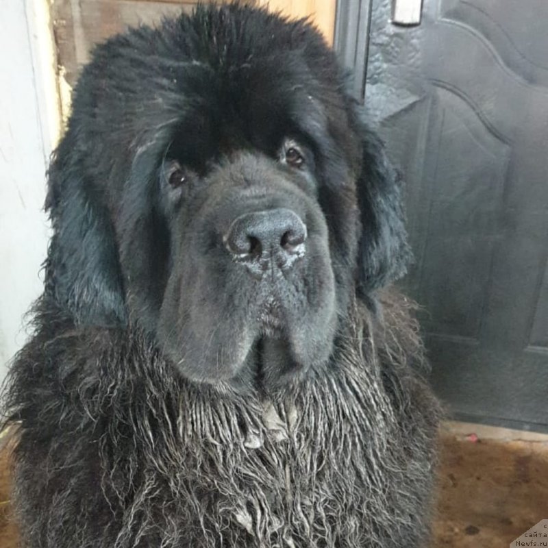 Фото: ньюфаундленд Vip Kollekshn Zavgard (Вип Коллекшн Завгард)