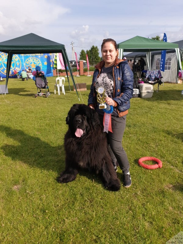 Фото: ньюфаундленд Vip Kollekshn Zavgard (Вип Коллекшн Завгард)