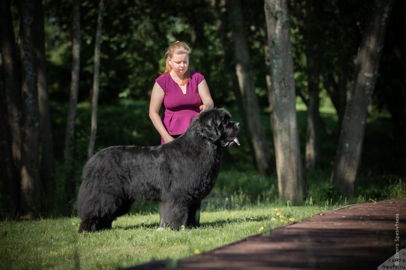 Фото: ньюфаундленд Aquatoriya Kelvin Headliner (Акватория Келвин Хедлайнер)