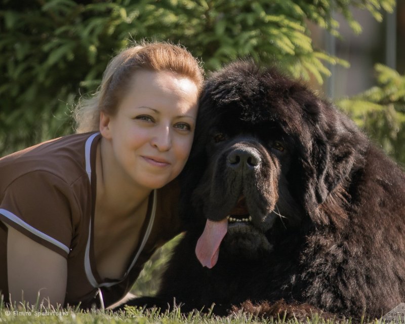 Фото: Tat'yana Kugel' (Татьяна Кугель), ньюфаундленд Aquatoriya Kelvin Headliner (Акватория Келвин Хедлайнер)