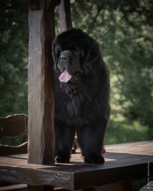 Фото: ньюфаундленд Aquatoriya Kelvin Headliner (Акватория Келвин Хедлайнер)