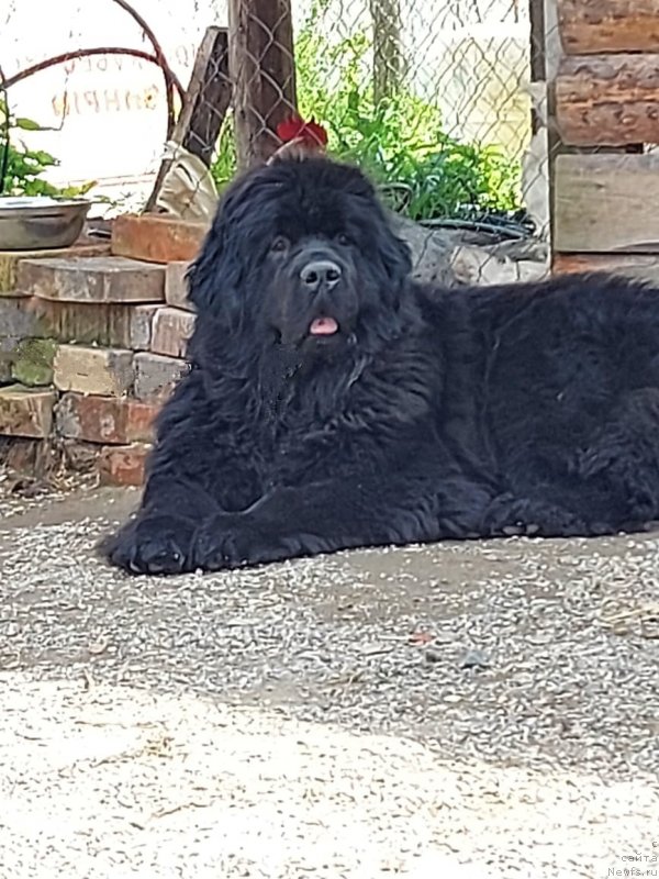 Фото: ньюфаундленд Stardi Kollekshn Elizaveta (Старди Коллекшн Елизавета)