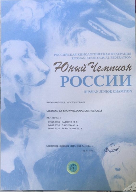 Фото: ньюфаундленд Charlotta Brownblood iz Antagrada (Чарлотта Браунблад из Антаграда)