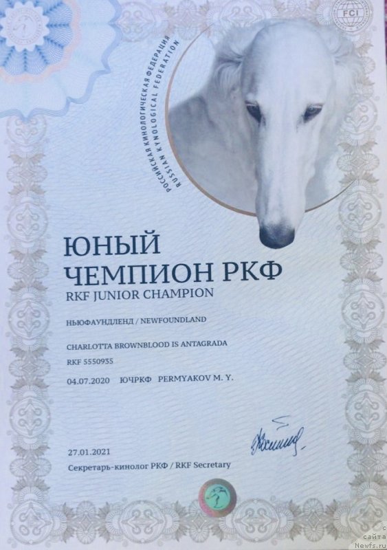 Фото: ньюфаундленд Charlotta Brownblood iz Antagrada (Чарлотта Браунблад из Антаграда)