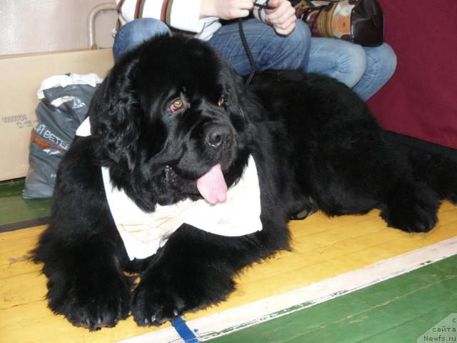 Фото: ньюфаундленд Pchyolkin Dom Afonya (Пчёлкин Дом Афоня)