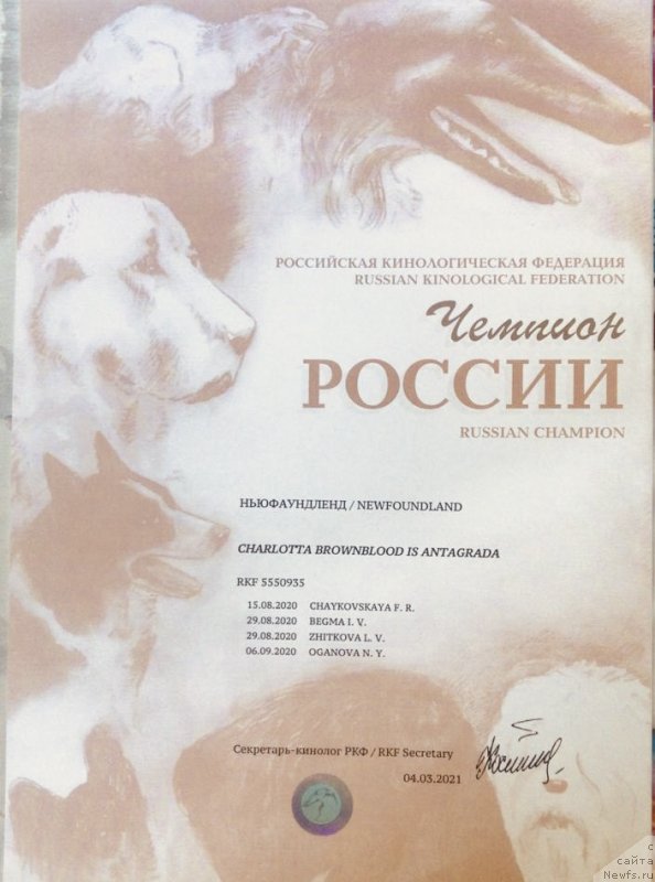 Фото: ньюфаундленд Charlotta Brownblood iz Antagrada (Чарлотта Браунблад из Антаграда)