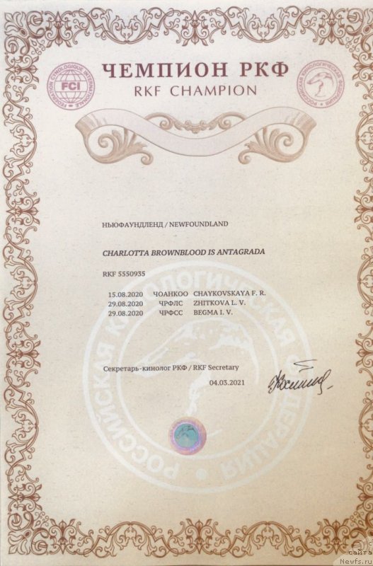 Фото: ньюфаундленд Charlotta Brownblood iz Antagrada (Чарлотта Браунблад из Антаграда)